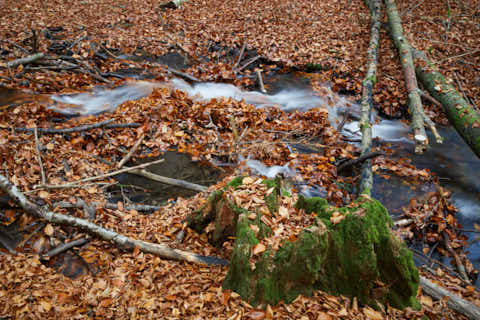 Gemeinde Bayerisch_Eisenstein Landkreis Regen Hans-Watzlik-Hain Bachlauf (Dirschl Johann) Deutschland REG